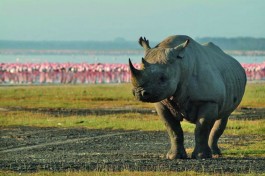 Rhino at Great Rift Lake  