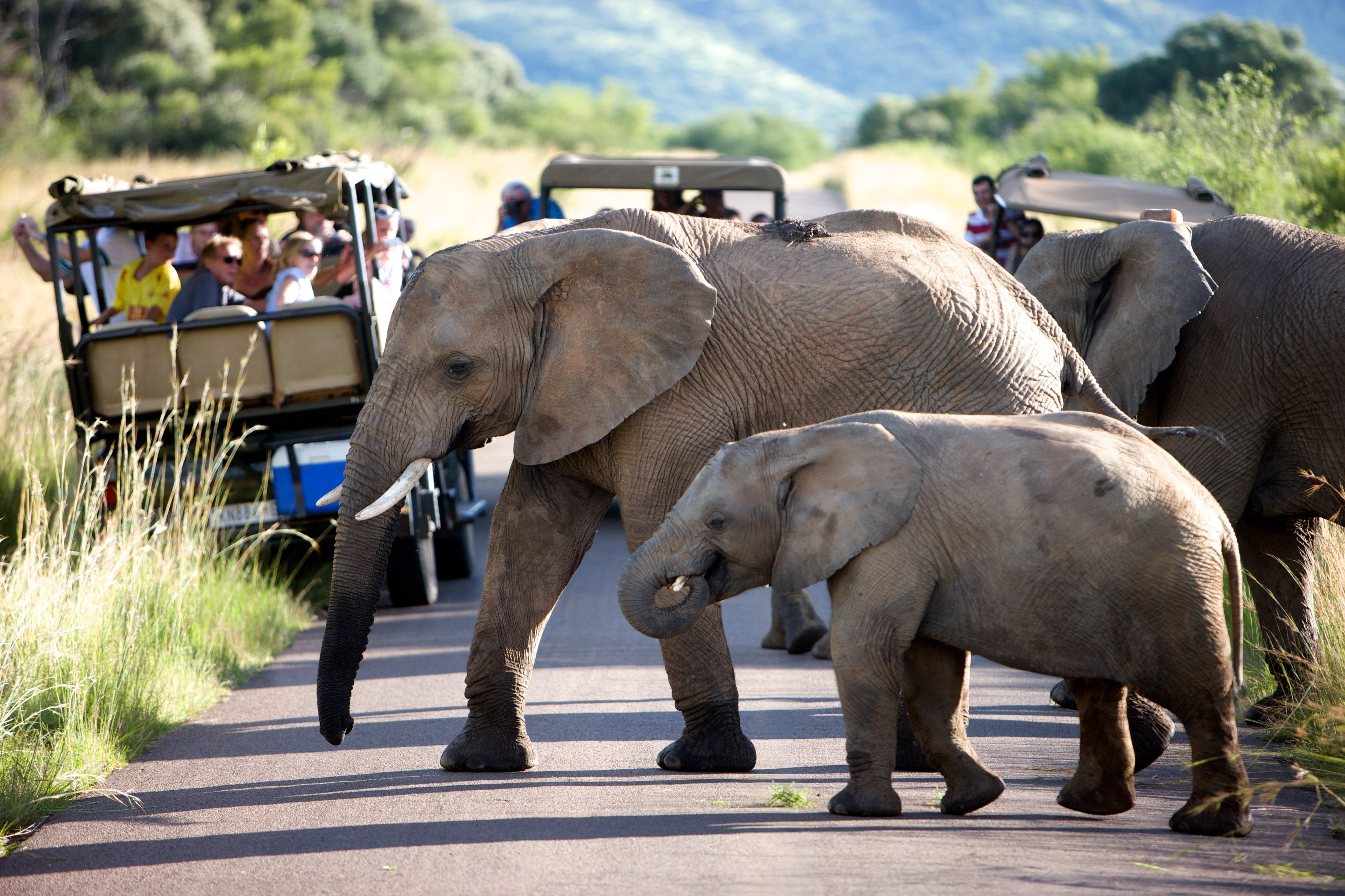 Pilanesberg Safari Tours Pilanesberg Safari Tours