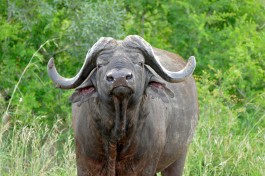 Kruger Safari buffalo  by Bernard Dupont
