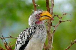 Southern Yellow-billed Hornbill  by Bernard Dupont