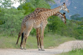 Kruger giraffes  by Bernard Dupont