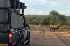 Kruger Safari wild dogs 