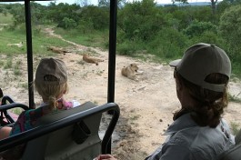 Kruger Park Safari lions 
