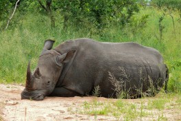 White rhino  by Bernard Dupont