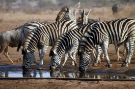 Kruger Safari zebras  by flowcomm