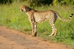Kruger Safari cheetah  by Bernard Dupont
