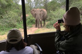Budget Kruger Safari elephant 