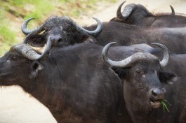 Buffalos in Kruger  by Michael Jansen