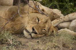 Kruger Park Safari lion  by Bryce Walker