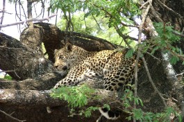 Kruger Park Safari leopard 