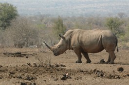 Kruger Safari rhino 