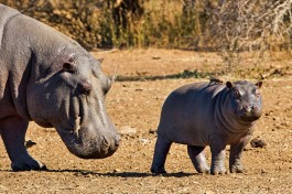 Kruger Park Safari hippos 
