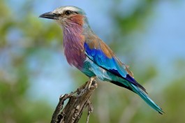 Kruger lilac breasted roller  by Bernard Dupont