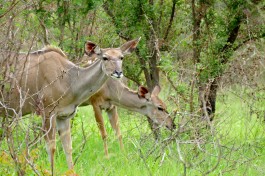 Kruger Park Safari greater kudus  by Bernard Dupont
