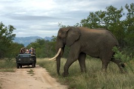 Kruger National Park Safari elephant 