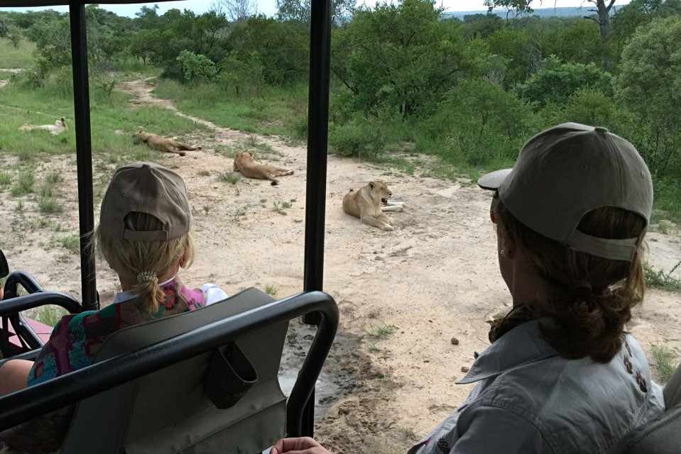 Kruger National Park Safari lions