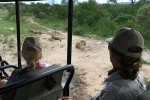 Kruger National Park Safari lions 
