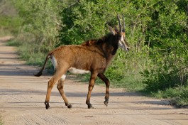 Sable in Kruger National Park  by Bernard Dupont