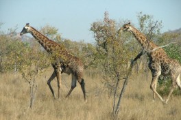 Kruger Safari giraffes 