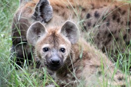 Sabi Sand  hyena  by flowcomm
