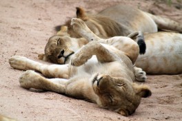 Sabi Sands lions  by flowcomm