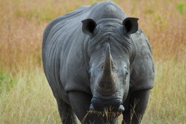 Sabi Sands rhino  by Grant Peters