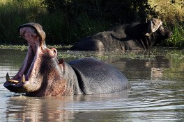 Hippo and buffalo 