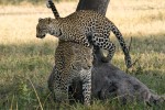 Leopards in Sabi Sands 