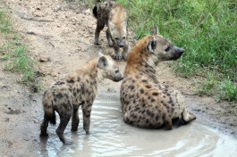 Sabi Sand hyenas 