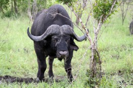 Sabi Sand buffalo  by flowcomm