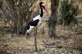 Birdlife in Sabi  by Flowcomm