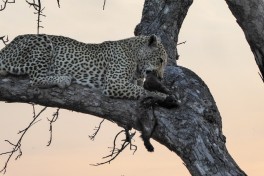Leopard  by Regina Hart