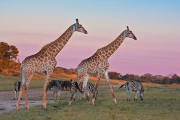Sabi Wildlife 