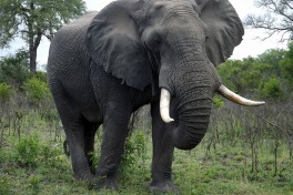 Elephant bull 
