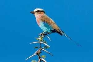 Lilac-breasted-roller