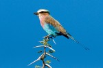 Lilac-breasted-roller 
