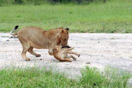 Styx pride young male and cub 