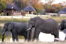 Elephants at lodge 