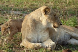 Sabi Sand lioness and cub  by Regina Hart