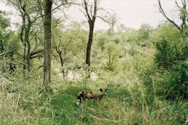 Wild Dog 