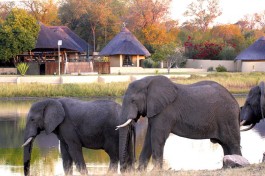 Sabi Sand elephants 