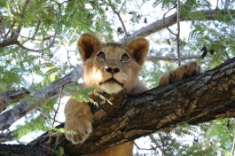 Lion, Chobe safari 