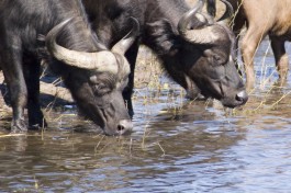 Buffalos, Botswana Safari 
