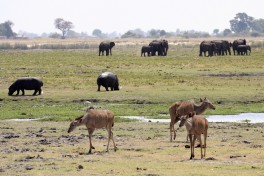 Chobe Safari, Botswana  by Ross Huggett