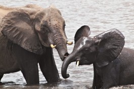 Chobe Safari elephants  by Kristin Wall