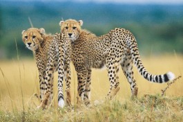 Kruger cheetah 