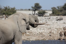 Etosha elephant  by Laika ac