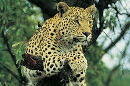 Kruger leopard 