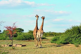 Kruger giraffe 