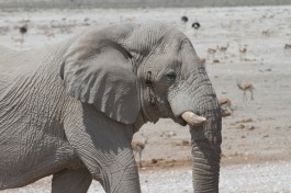 Etosha elephant  by Joanne Goldby
